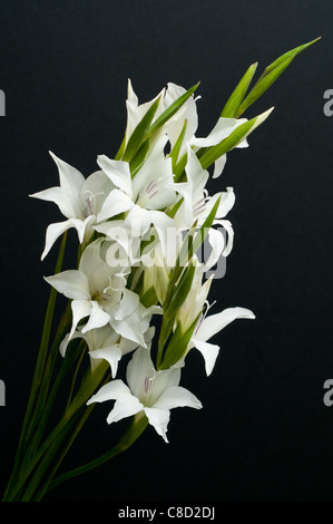 Bianco 'Bridal Gladioli' o Gladiolus colvillei contro uno sfondo nero Foto Stock