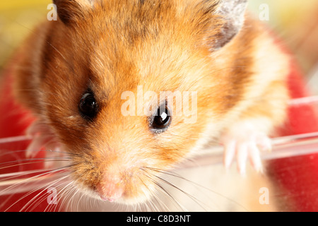 Muso di criceto rossa close up Foto Stock