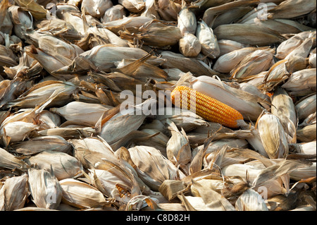 Asciugando le pannocchie di granoturco / mais raccolti su una strada di campagna indiana. Andhra Pradesh, India Foto Stock