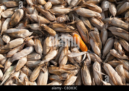 Asciugando le pannocchie di granoturco / mais raccolti su una strada di campagna indiana. Andhra Pradesh, India Foto Stock