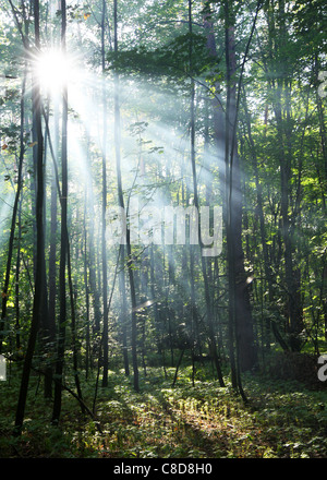 I raggi di sole che splende attraverso gli alberi della foresta. Foto Stock