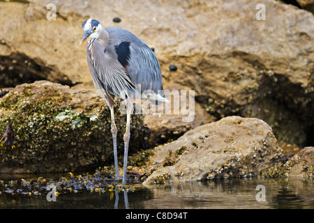 Airone blu, Ardea erodiade lungo il mare del nord dell'isola di Vancouver, British Columbia, Canada. Foto Stock