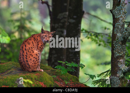 Eurasian (Lynx Lynx lynx) seduto su un muschio coperto rock all'interno di una bella foresta della Nationalpark Bayerischer Wald. Foto Stock