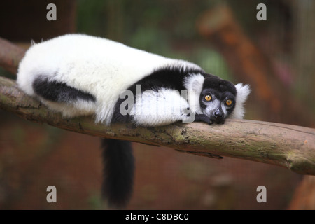 In bianco e nero lemure ruffed (Varecia variegata subcincta) appoggiato su un ramo in Melaka zoo. Foto Stock