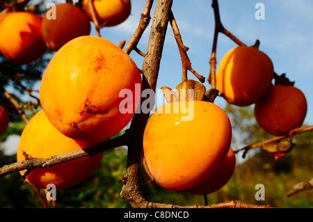 Cachi maturi frutti sui rami Foto Stock