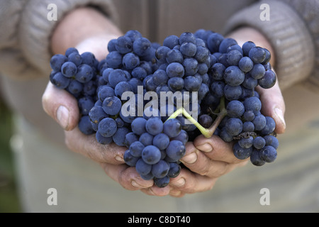 Manciata di uva nera per il Pinot Nero Foto Stock