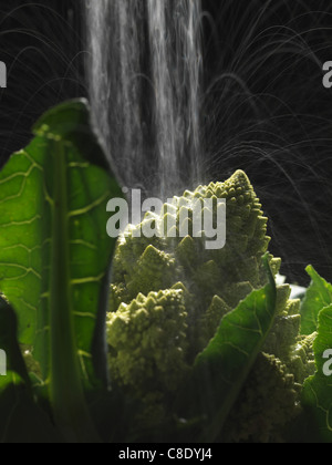 La spruzzatura di acqua su un cavolo Broccolo romanesco Foto Stock