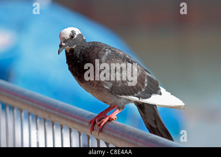 In bianco e nero o pezzati pied piccione appollaiato su una ringhiera Foto Stock