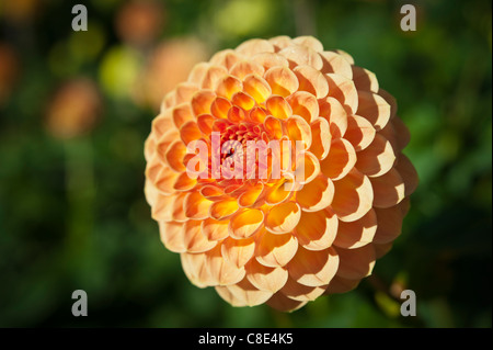 Dahlia coloratissimi fiori in piena fioritura Foto Stock