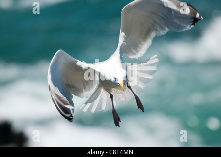 Gabbiano di aringa, Larus argentatus in volo intorno a costa rocciosa e tendente troppo giovane. Foto Stock