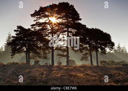 Un inizio di mattina vista del sole che sorge dietro un gruppo di scot pini Rockford comune nella nuova foresta Foto Stock