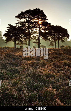 Un inizio di mattina vista del sole che sorge dietro un gruppo di scot pini Rockford comune nella nuova foresta Foto Stock