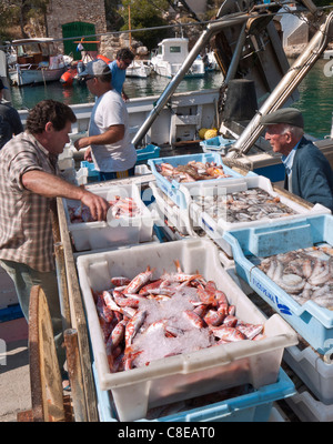 Maiorca pesca fresca pescatore pescatori cernita imballaggio e scarico delle loro catture giornaliere al porto di pesca Cala Figuera Mallorca Spagna Foto Stock