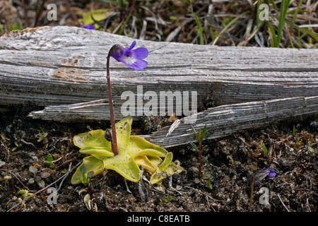 Butterwort giallo carnivoro in fiore Pinguicula vulgaris Northern Michigan USA, di Carol Dembinsky/Dembinsky Photo Assoc Foto Stock