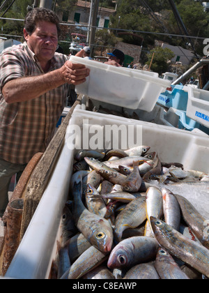 Maiorca pesca pesca pesca a mare con pescatori cernita imballaggio e scarico dei loro prodotti locali catture al porto di pesca Cala Figuera Mallorca Spagna Foto Stock