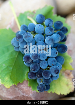 Mazzetto di nero uve Grenache Foto Stock