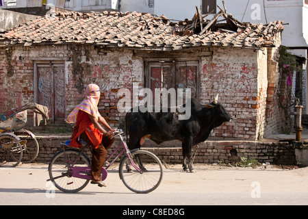 Ragazzina musulmana rides passato untethered bull nella strada Nandi vicino a Varanasi, Benares, India settentrionale Foto Stock