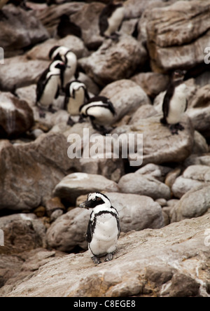 Jackass o i Penguins africani (Spheniscus demersus) a Stoney Point, Sud Africa Foto Stock