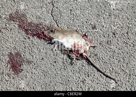 Ratto Roadkill Foto Stock