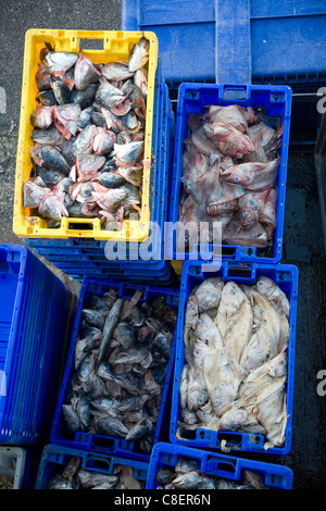 Porto di pesca scaricato il pescato Bridlington, Yorkshire, Inghilterra - scarti di pesce per essere utilizzati come esca in scatole Foto Stock