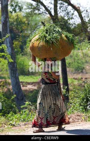 Donna indiana che trasportano i foraggi per alimentazione animale a partire dai campi di Agra, Uttar Pradesh, India Foto Stock