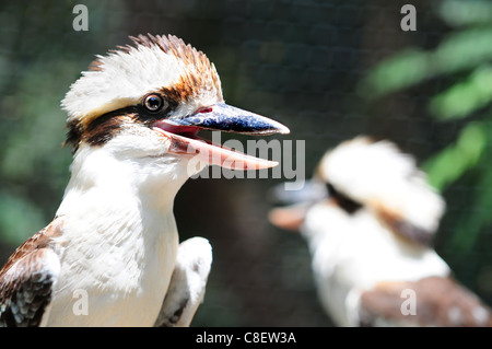 Australian ridere kookaburra uccelli Foto Stock