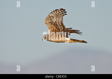 Femmina Harrier settentrionale (Circus cyaneus) in volo, Sonny Bono Salton Sea National Wildlife Refuge, CALIFORNIA, STATI UNITI D'AMERICA Foto Stock