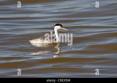 Clark svasso (Aechmophorus clarkii) flottanti, Sonny Bono Salton Sea National Wildlife Refuge, CALIFORNIA, STATI UNITI D'AMERICA Foto Stock