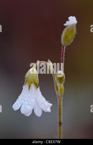 Mouse-ear chickweed (campo chickweed) pioppi neri americani passano, Collegiata picchi deserto, la Foresta Nazionale di Gunnison, Colorado, STATI UNITI D'AMERICA Foto Stock