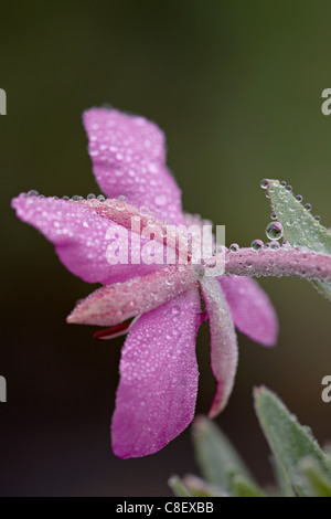 Dwarf fireweed (fiume bellezza willowherb) (Chamerion latifolium) bloom con rugiada, la Foresta Nazionale di Gunnison, Colorado, STATI UNITI D'AMERICA Foto Stock