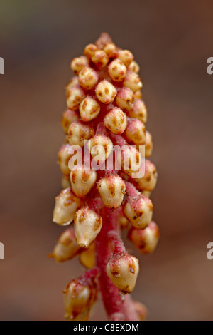 Pinedrops (Pterospora andromedea, Red Feather Lakes District, dalla foresta nazionale di Roosevelt, Colorado, Stati Uniti d'America Foto Stock