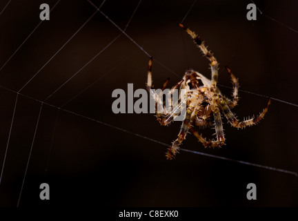 Giardino Spider Araneus diadematus singola filatura spider web UK Foto Stock