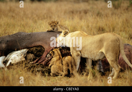 Il Masai Mara Game Reserve, in Kenya. Leonessa (Panthera leo) con tre cuccioli con un ippopotamo morto carcassa. Foto Stock