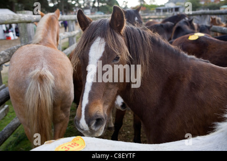 Cavalli New Forest pony vendita Hampshire, Regno Unito Foto Stock