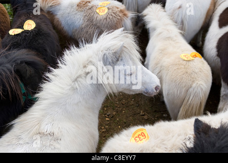 Cavalli New Forest pony vendita Hampshire, Regno Unito Foto Stock