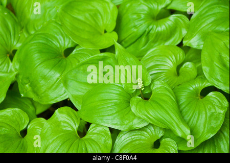 Falso Il giglio della valle (Maianthemum dilatatum, Thomas Bay regione del sud-est Alaska, Stati Uniti d'America Foto Stock