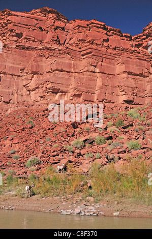 Desert Bighorn pecore bighorn, pecore, OVIS CANADENSIS NELSONI, il fiume San Juan, vicino a Bluff, Colorado Plateau, Utah, Stati Uniti d'America, Regno S Foto Stock