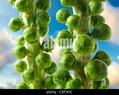 Freschi i cavoletti di Bruxelles crescente contro un cielo blu Foto Stock