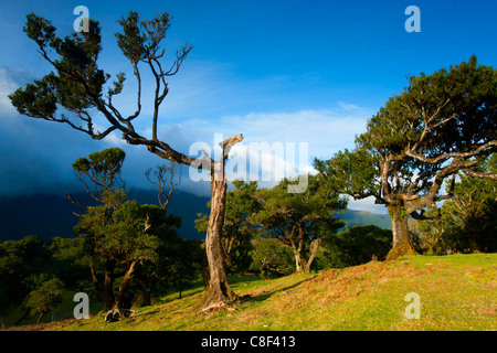 Fanal, Portogallo, Europa, Madera, altopiano, UNESCO, Mondo Natura erede, riserva naturale di alberi e piante di alloro, pascolo di foresta Foto Stock