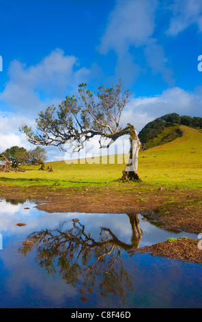 Fanal, Portogallo, Europa, Madera, altopiano, UNESCO, Mondo Natura erede, riserva naturale di alberi e piante di alloro, foresta pascolo, stagno, ri Foto Stock