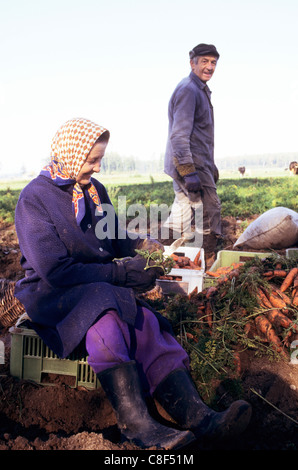 La Polonia. Il contadino e sua moglie la raccolta di carote in un campo. Foto Stock