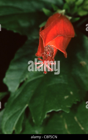 Sao Vicente, Brasile. Fiore rosso con stami sporgenti a Mata Atlantica. Foto Stock