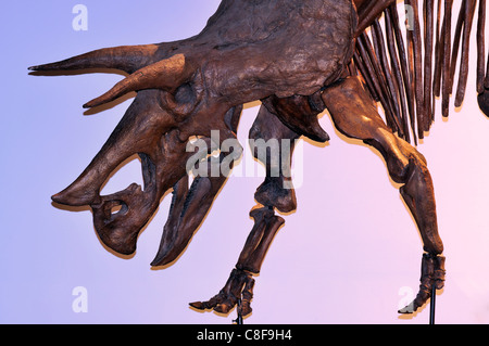 Fossile di un Triceratops Prorsus tre-cornuto dinosauro faccia dal Cretaceo Foto Stock