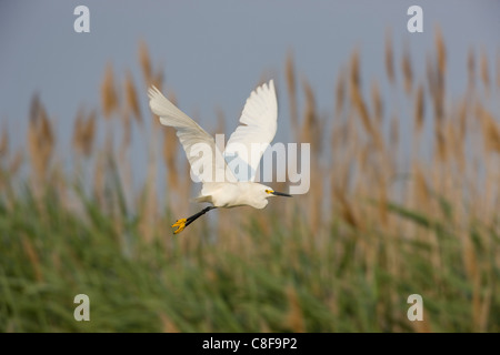 Snowy Garzetta (Egretta thuja brewsteri), in volo su una bella palude. Foto Stock