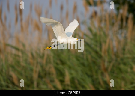 Snowy Garzetta (Egretta thuja brewsteri), in volo su una bella palude. Foto Stock