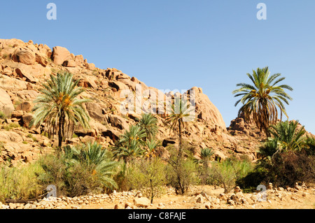 Affioramenti rocciosi e palme a Aguerd-Oudad vicino a Tafraoute, Souss-Massa-Draa Regione, Marocco Foto Stock