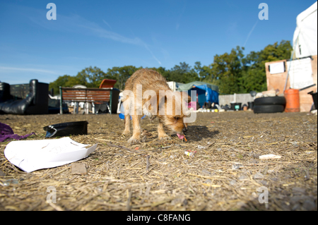 Il 21 ottobre 2011. Un viaggiatore il cane a Dale Farm vicino a Basildon, Essex, lavaggio per sfridi intorno alla abbandonata zona pranzo istituito da manifestanti che hanno ormai lasciato. Dopo dieci anni di battaglia legale per i viaggiatori sono ora in procinto di essere espulse dal illegale lotti su sei acri di trave Foto Stock