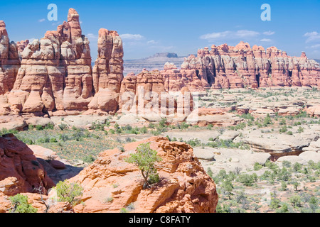 Le formazioni rocciose negli aghi, il Parco Nazionale di Canyonlands, Utah, Stati Uniti d'America Foto Stock