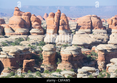 Le formazioni rocciose, aghi, il Parco Nazionale di Canyonlands, Utah, Stati Uniti d'America Foto Stock