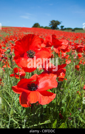 Il papavero (Papaver hoeas, vicino Barrasford, Northumberland, England, Regno Unito Foto Stock